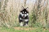 ALASKAN MALAMUTE 029